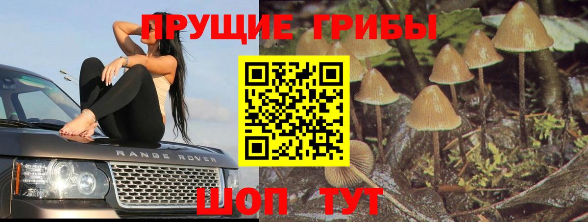 Галлюциногенные грибы GOLDEN TEACHER Новомосковск